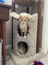 adoptable Cat in Framingham, MA named Pumpkin