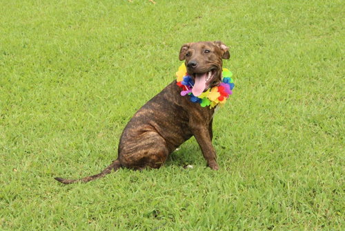 picture of the dog needing adoption