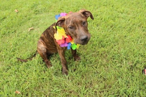 MISSY - American Staffordshire Terrier available for adoption