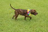 Missy - Photo 3