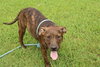 Missy - Photo 4