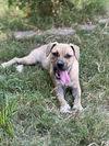 adoptable Dog in  named Butterfly