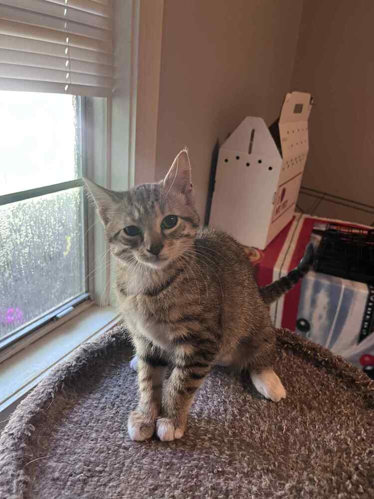 adoptable Cat in Framingham, MA named Tigress