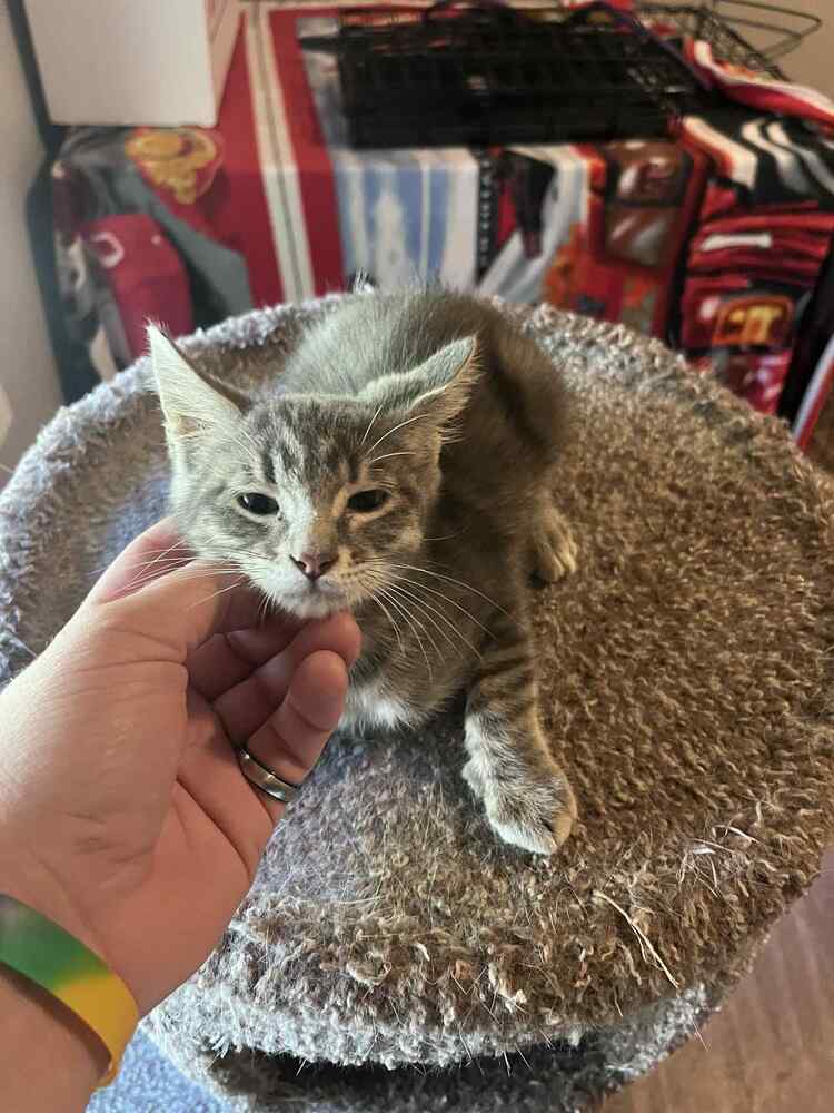 adoptable Cat in Framingham, MA named Justy