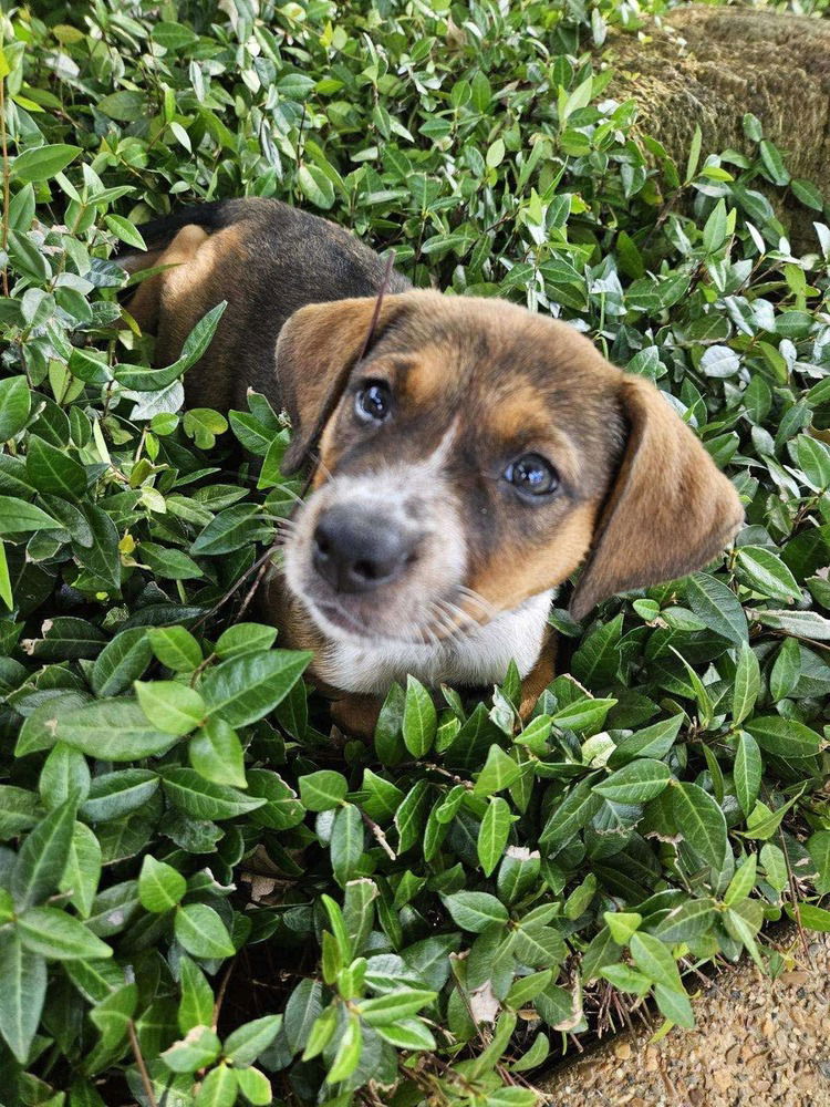 adoptable Dog in Framingham, MA named Sassy