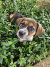 adoptable Dog in Framingham, MA named Sassy