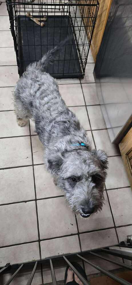 adoptable Dog in Framingham, MA named Zola