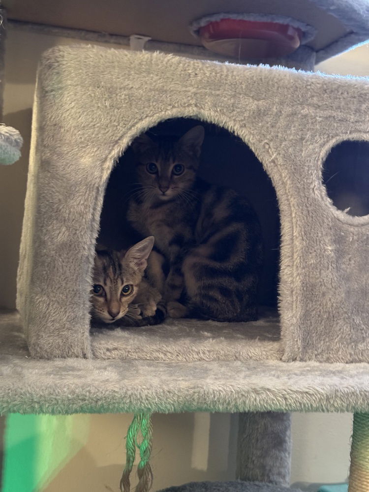 adoptable Cat in Framingham, MA named Bri & Emily