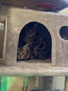adoptable Cat in Framingham, MA named Bri & Emily