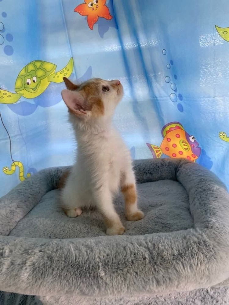adoptable Cat in Framingham, MA named Vinnie and Victor