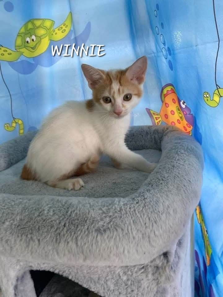 adoptable Cat in Framingham, MA named Whitney and Winnie