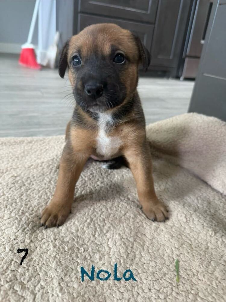 adoptable Dog in Framingham, MA named Nola