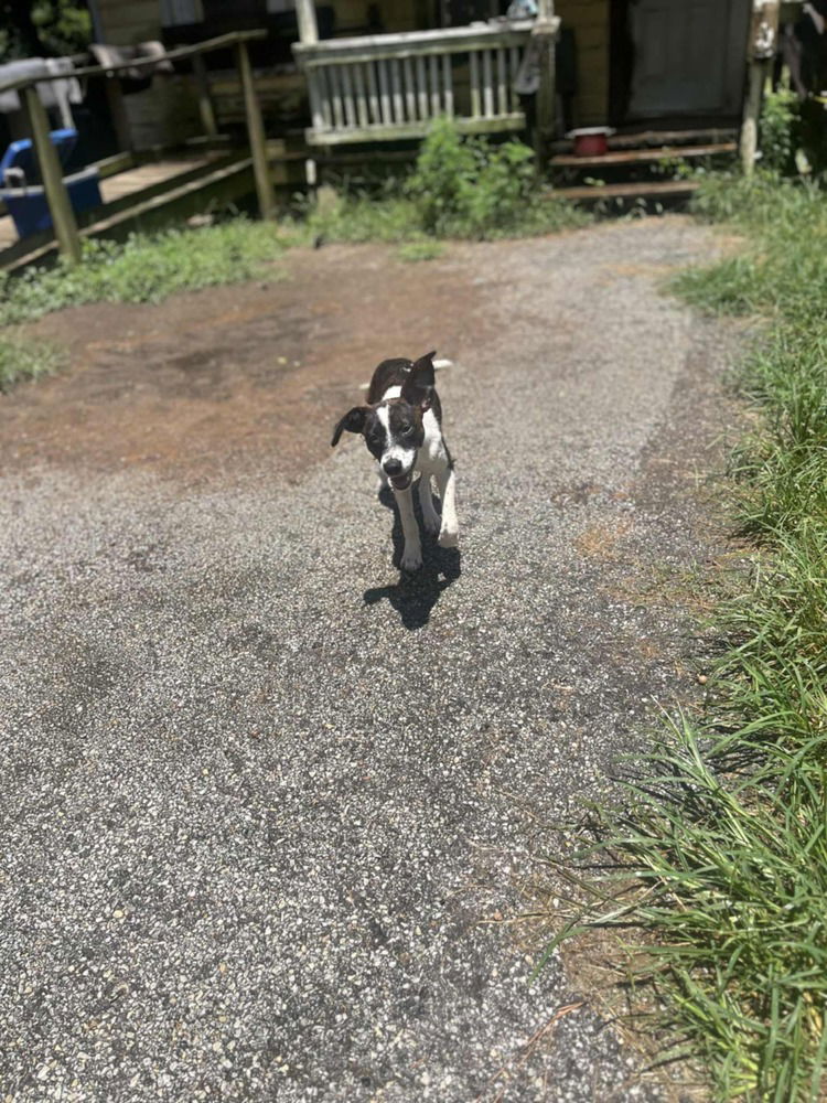 adoptable Dog in Framingham, MA named Molly