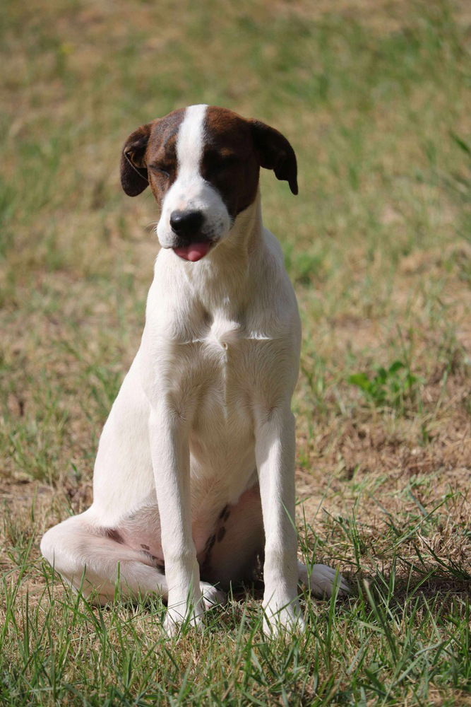 adoptable Dog in Framingham, MA named Maggie