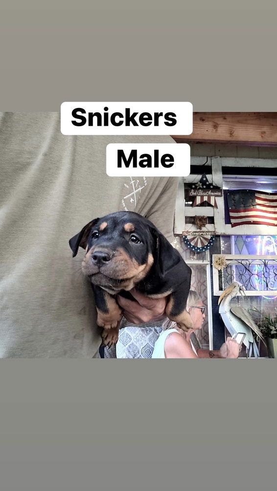 adoptable Dog in Framingham, MA named Snickers