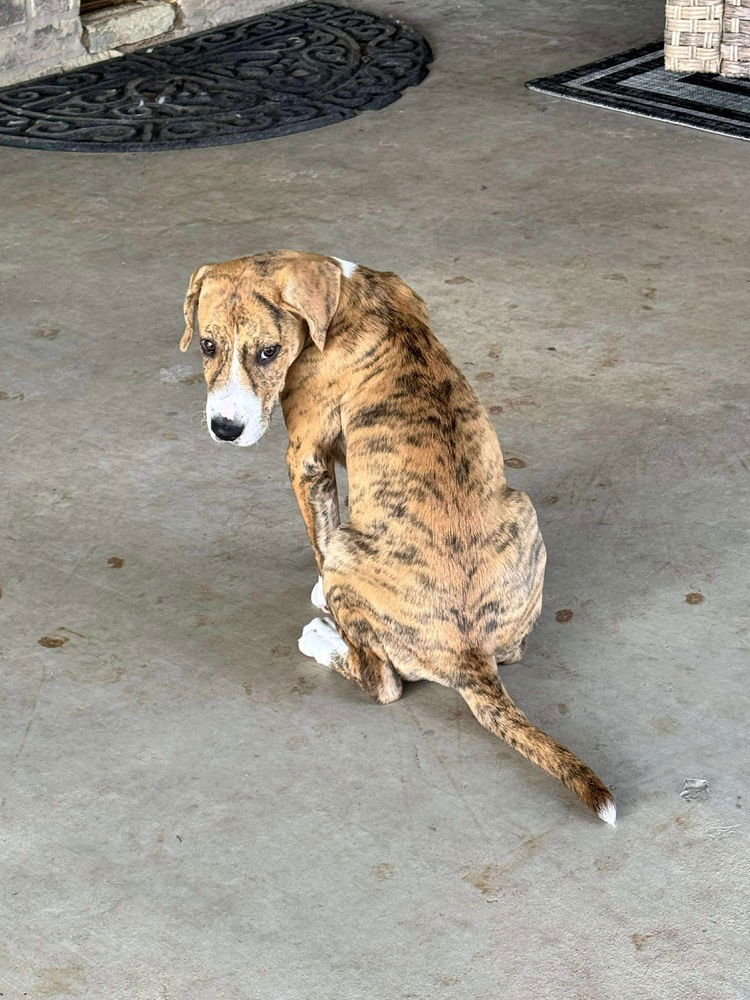 adoptable Dog in Framingham, MA named Tigg
