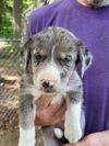 adoptable Dog in  named Cowboy