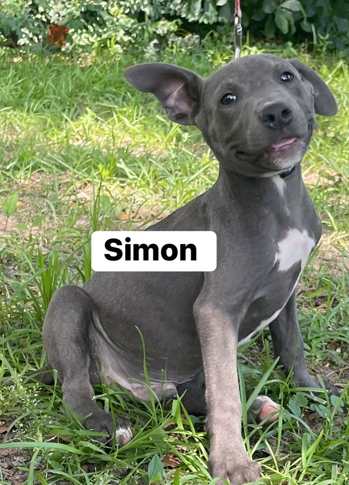 adoptable Dog in Framingham, MA named Simon