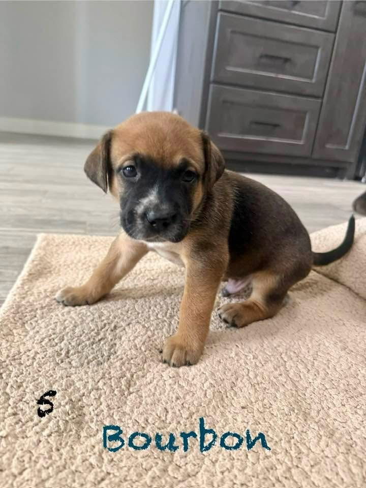 adoptable Dog in Framingham, MA named Narcicuss litter