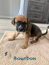 adoptable Dog in  named Narcicuss litter