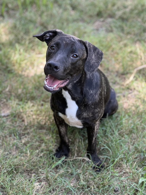 WALLY - American Pit Bull Terrier available for adoption