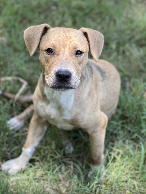 WILLOW - American Pit Bull Terrier available for adoption