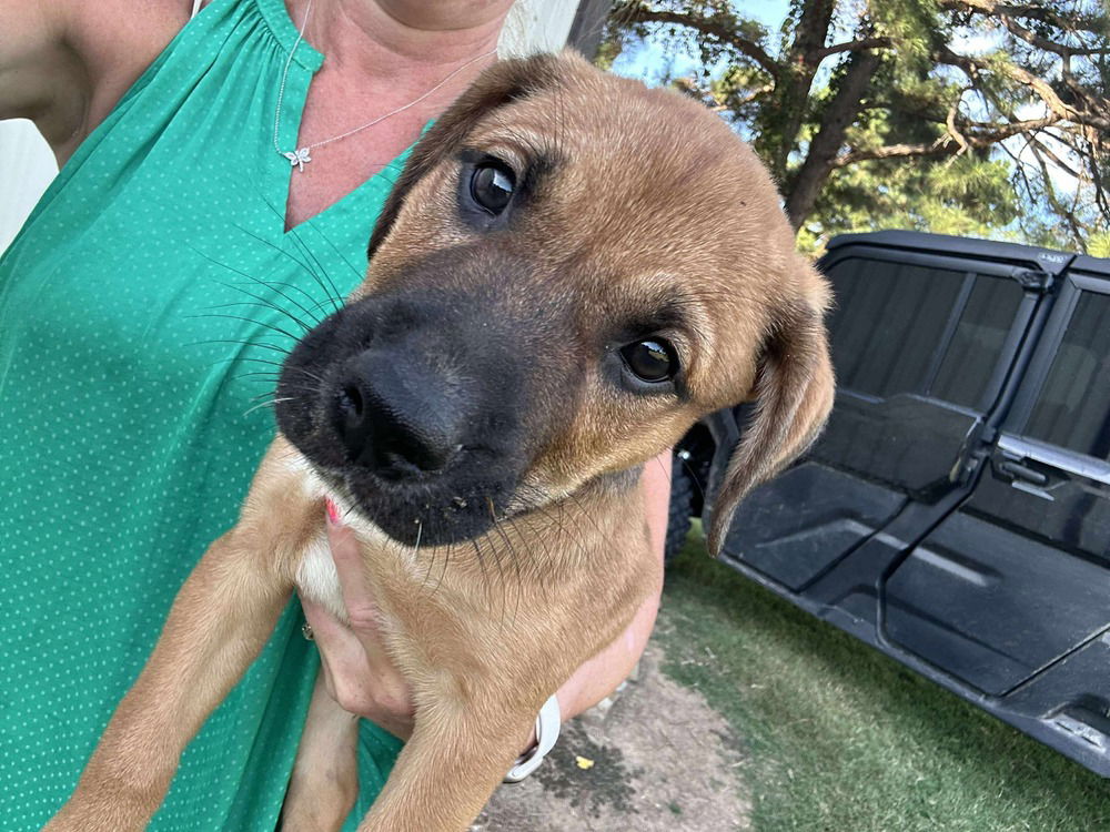 adoptable Dog in Framingham, MA named Boudin