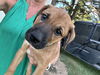 adoptable Dog in  named Boudin