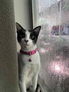 Annie Oakley & Tigress - Photo 1