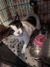 Annie Oakley & Tigress - Photo 4