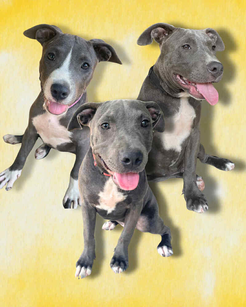 The blue Winona litter