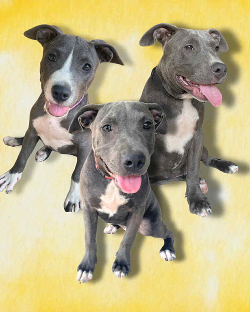 THE BLUE WINONA LITTER - American Pit Bull Terrier available for adoption