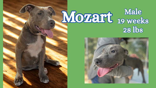 THE BLUE WINONA LITTER - American Pit Bull Terrier available for adoption