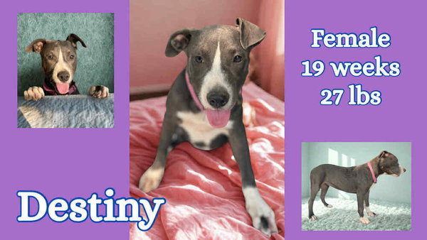 The blue Winona litter