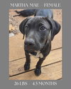 The Bridge Litter , girls - Photo 2
