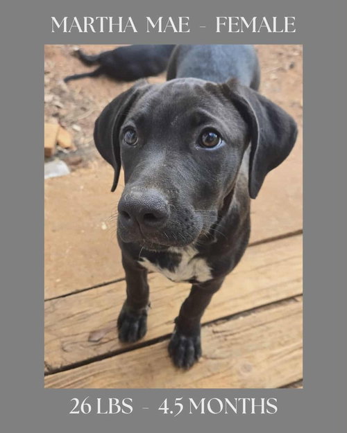 THE BRIDGE LITTER , GIRLS - Labrador Retriever available for adoption