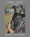 The Bridge Litter , girls - Photo 3