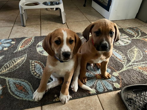 DAVE AND JEFF - Unknown available for adoption