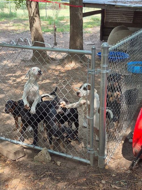 THE 8 IS ENOUGH LITTER - American Bulldog available for adoption