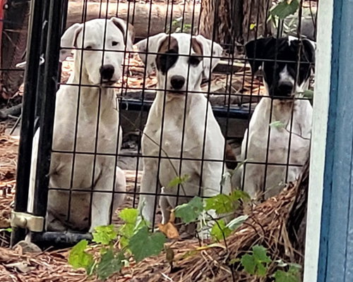 THE 8 IS ENOUGH LITTER - American Bulldog available for adoption