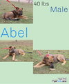 The Shepherd litter - Photo 1