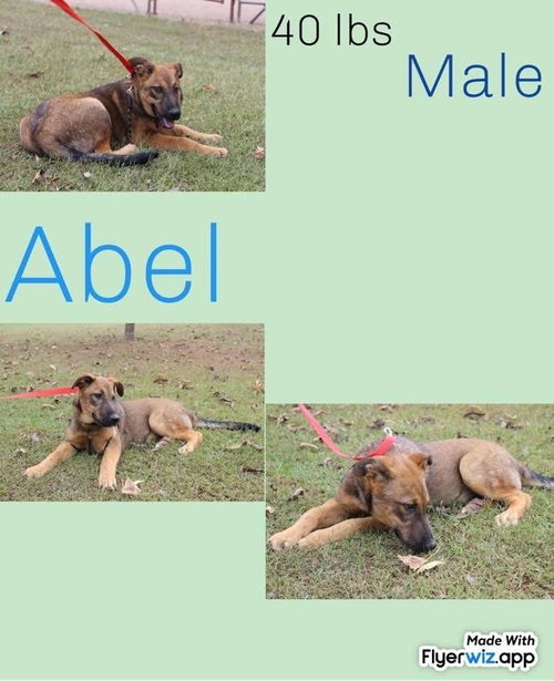 THE SHEPHERD LITTER - Shepherd available for adoption