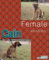 The Shepherd litter - Photo 2