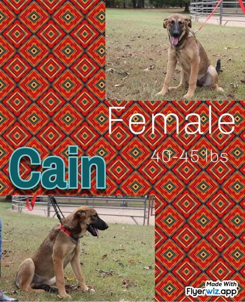 THE SHEPHERD LITTER - Shepherd available for adoption