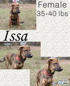 The Shepherd litter - Photo 3