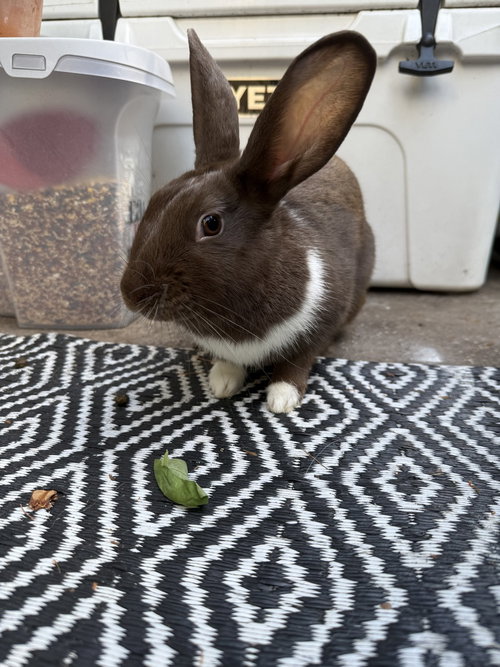 BUNNY (BONNIE) - Havana available for adoption