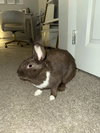 Bunny (Bonnie) - Photo 4