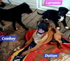 Yellowstone litter - Photo 1