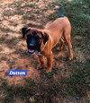 Yellowstone litter - Photo 2