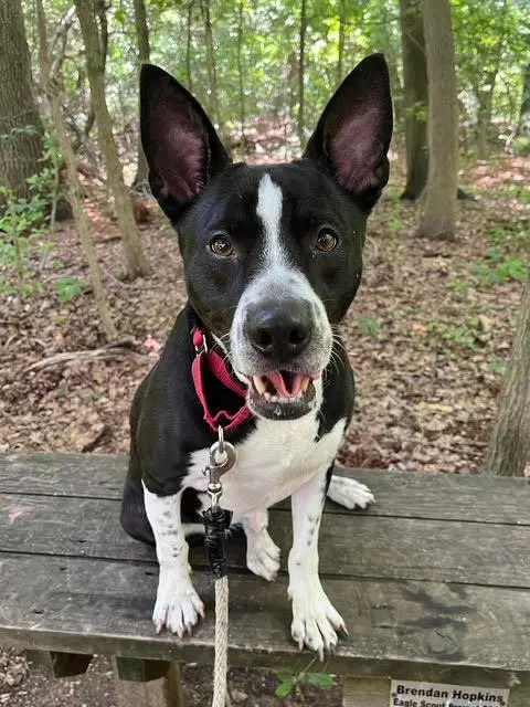 Roger - Terrier